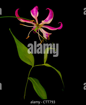 Gloriosa superba Rothschildiana 'Gloriosa', Lily, Rose, Noir. Banque D'Images