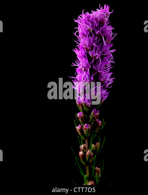 Liatris spicata, Gayfeather, violet, noir. Banque D'Images