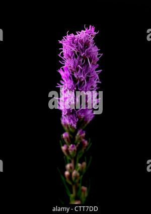 Liatris spicata, Gayfeather, violet, noir. Banque D'Images