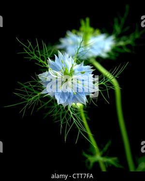 Nigella damascena, amour-dans-un-mist, Bleu, Noir. Banque D'Images