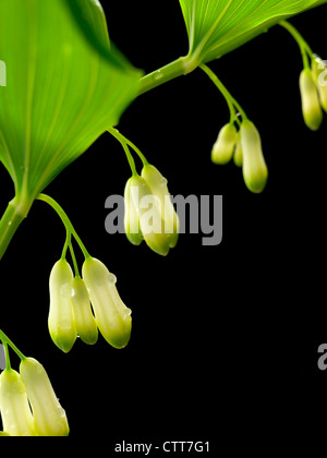 Polygonatum multiflorum, Solomon's seal, crème, Noir. Banque D'Images