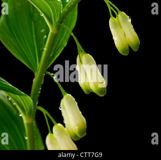 Polygonatum multiflorum, Solomon's seal, crème, Noir. Banque D'Images