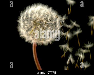 Pissenlit Taraxacum officinale, réveil, gris, noir. Banque D'Images