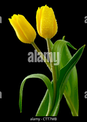 Tulipa cultivar, Tulip, Jaune, Noir. Banque D'Images