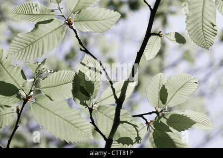 Castanea sativa, châtaignier, marron, vert. Banque D'Images