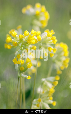 Primula veris, coucou bleu, jaune, vert. Banque D'Images