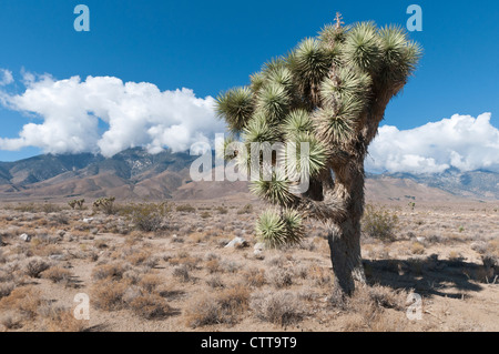 Yucca brevifolia, Joshua tree, vert. Banque D'Images