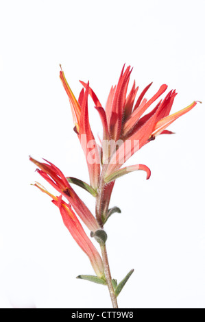 Castilleja cultivar, indian paintbrush, rouge, blanc. Banque D'Images