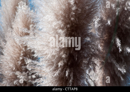 Cortaderia selloana, herbe, l'herbe de la pampa, gris. Banque D'Images