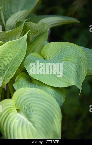 Hosta 'Sum and Substance', Hosta, vert. Banque D'Images