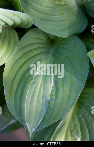 Hosta 'Striptease', Hosta, vert. Banque D'Images