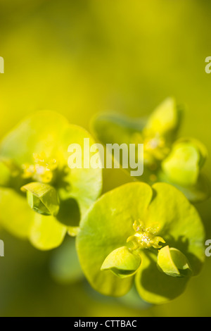 Euphorbia amygdaloides euphorbe, Euphorbia, robbaie, vert, vert. Banque D'Images