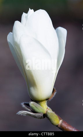 Magnolia x soulangeana 'Alba Superba', Magnolia, blanc. Banque D'Images