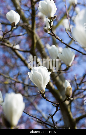 Magnolia x soulangeana 'Alba Superba', Magnolia, blanc. Banque D'Images