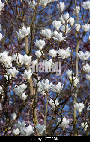 Magnolia x soulangeana 'Alba Superba', Magnolia, blanc. Banque D'Images