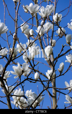 Magnolia x soulangeana 'Alba Superba', Magnolia, blanc. Banque D'Images