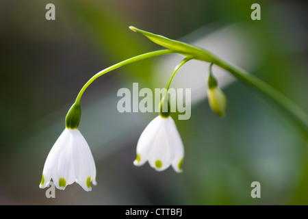 Leucojum vernum, Snowflake, printemps, flocon blanc. Banque D'Images