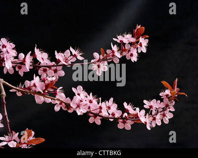 Fleurs rose pourpre-prune feuilles Prunus cerasifera nigra sur fond noir Banque D'Images