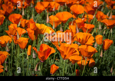 Le Pavot de Californie dans un jardin de campagne anglaise Banque D'Images