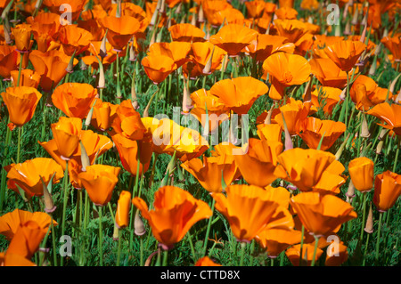 Le Pavot de Californie dans un jardin de campagne anglaise Banque D'Images