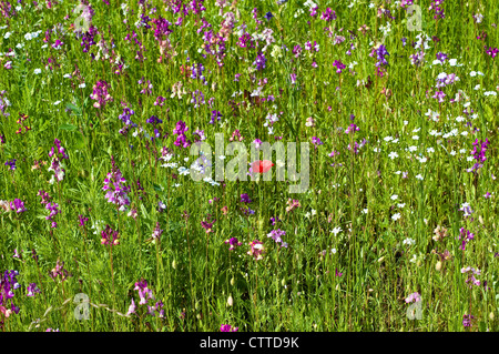 Simple pavot rouge dans un champ de fleurs sauvages d'été, England, UK Banque D'Images