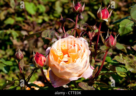 Rosa Lady Emma Hamilton 'Ausbrother' Banque D'Images