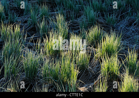 Herbes de marais givré au début du printemps, le Grand Sudbury, Ontario, Canada Banque D'Images