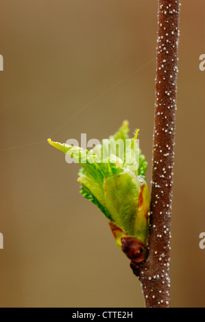 Le bouleau blanc (Betula papyrifera) Les nouvelles feuilles, Grand Sudbury, Ontario, Canada Banque D'Images