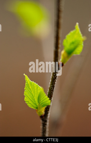 Le bouleau blanc (Betula papyrifera) Les nouvelles feuilles, Grand Sudbury, Ontario, Canada Banque D'Images