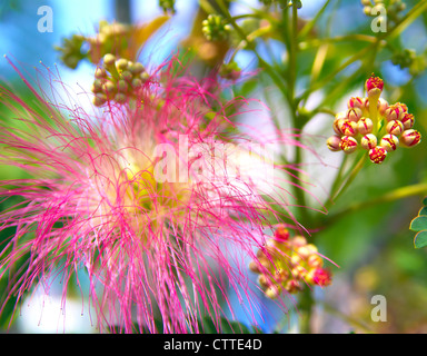 Arbre à soie persane (Albizia julibrissin) Feuillage et fleurs Banque D'Images