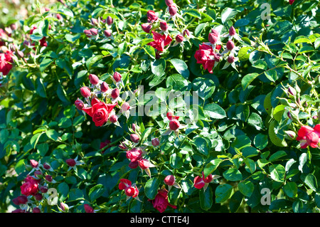 Tapis de Fleurs Rosa Scarlet 'No83100b' Banque D'Images