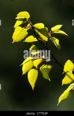 Le bouleau blanc (Betula papyrifera) Les nouvelles feuilles, Grand Sudbury, Ontario, Canada Banque D'Images