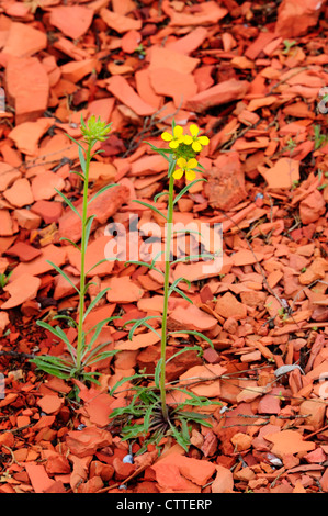 Giroflée (Erysimum asperum ouest) dans des scories sol, Parc National Theodore Roosevelt, au Dakota du Nord, USA Banque D'Images