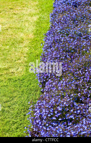 Frontière de Lobelia erinus 'Crystal Palace' Banque D'Images