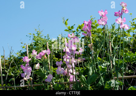 Lathyrus odoratus 'Gwendoline' - pois doux Banque D'Images