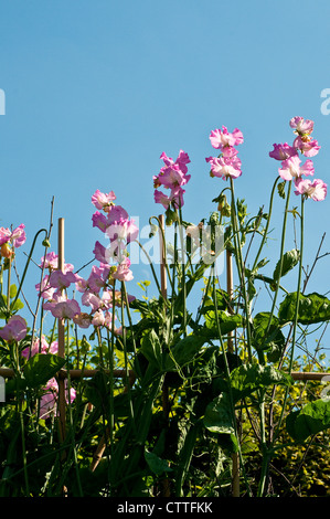 Lathyrus odoratus 'Gwendoline' - fleurs de pois Banque D'Images