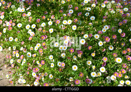 Fleabane Erigeron karvinskianus - Banque D'Images