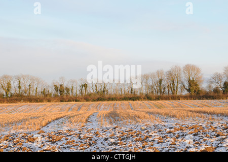 Coucher de soleil sur l'hiver d'or un champ de chaume de blé et de la neige. Banque D'Images