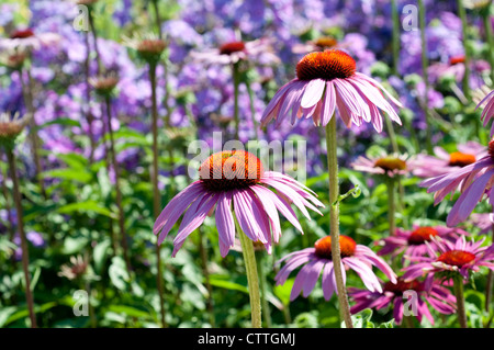 Echinacea purpurea 'Rubinstern' Banque D'Images
