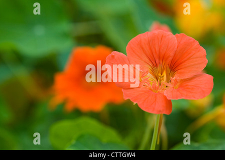 Tropaeolum majus. Capucine. Banque D'Images