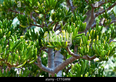 Crassula ovata Gollum Banque D'Images