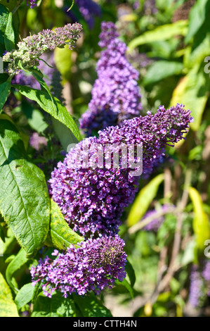 Buddleja davidii Peacock 'Peakeep' Banque D'Images