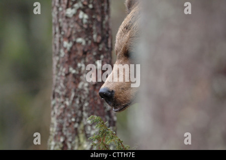 Un gros ours se cacher derrière un arbre dans la forêt finlandaise, la Finlande Banque D'Images