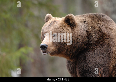 Un portrait de l'ours brun en Finlande Banque D'Images