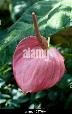 Anthurium andraeanum - Flamingo flower Banque D'Images