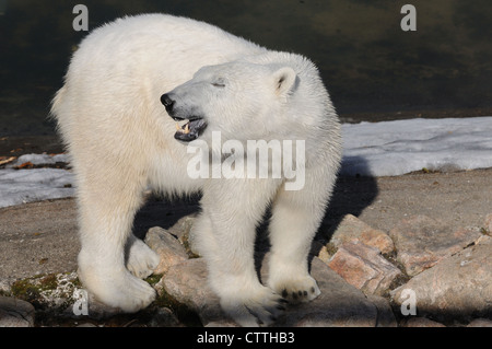 L'ours blanc, Ursus maritimus, Cercle arctique, la Finlande, l'Europe Banque D'Images