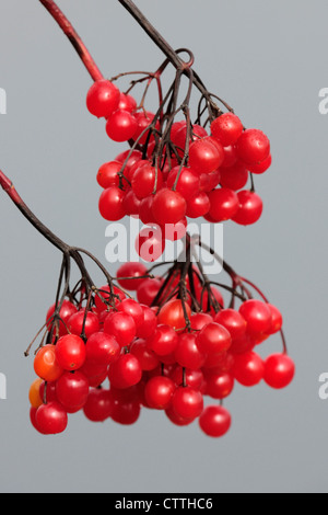 La canneberge en corymbe Viburnum trilobum (baies), le Grand Sudbury, Ontario, Canada Banque D'Images