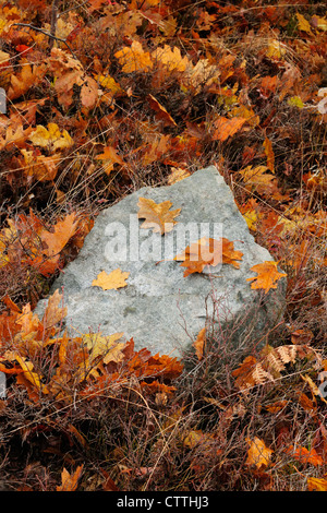 Tombé le chêne rouge (Quercus rubrum) feuilles, Grand Sudbury Wahnapitae (), Ontario, Canada Banque D'Images