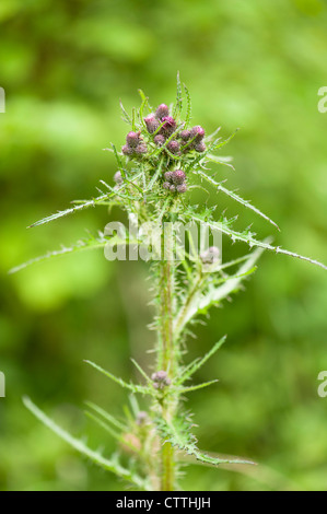 Marsh Thistle, Cirsium palustre, en bouton Banque D'Images