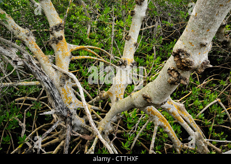 Mangrove rouge (Rhizophora mangle) tiges et racines, Ding Darling NWR, Sanibel Island, Floride, USA Banque D'Images